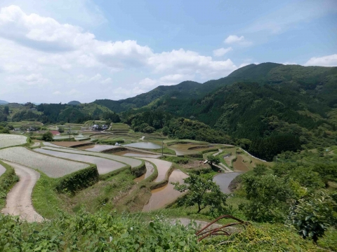  小崎棚田コース：棚田遠景