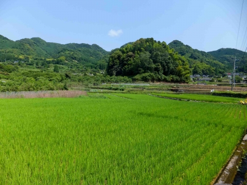  網津コース：のどかな田園風景